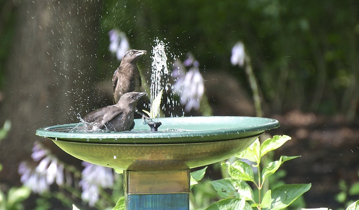 solar water fountain