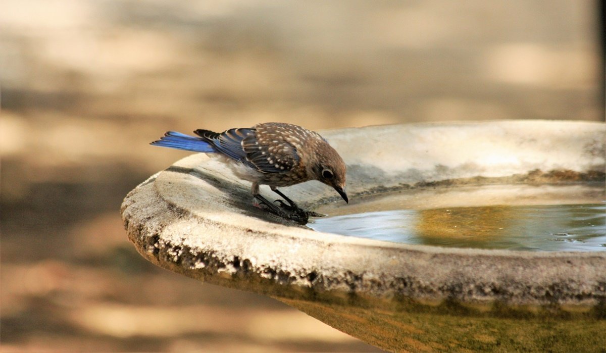 concrete bird bath bowl
