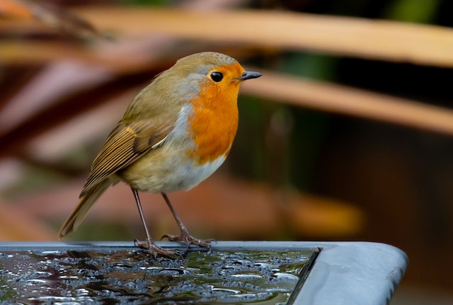 bird on a water fountain