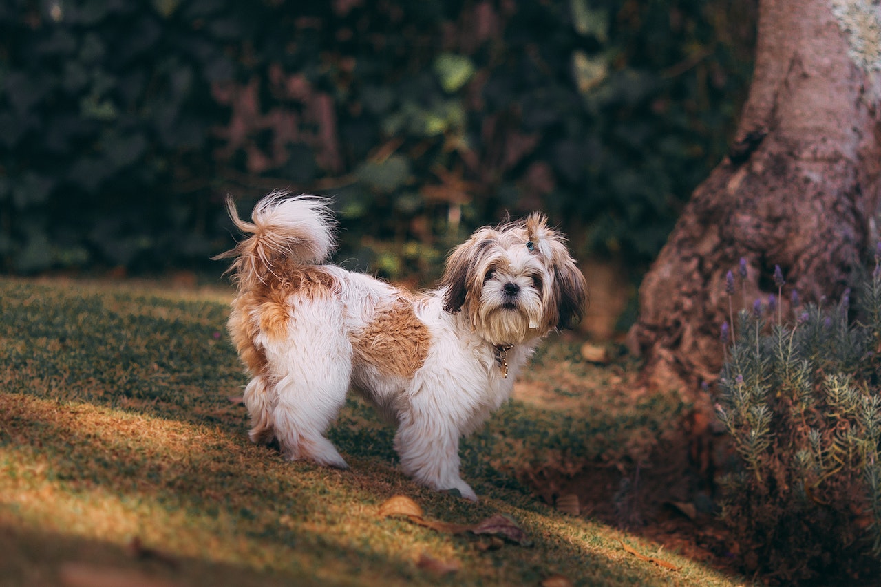 How to Create a Dog-Friendly Garden