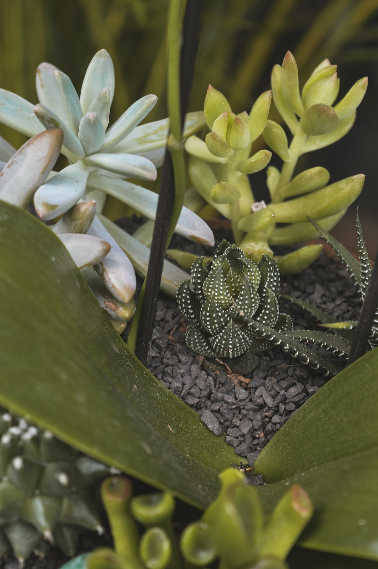 succulent plants