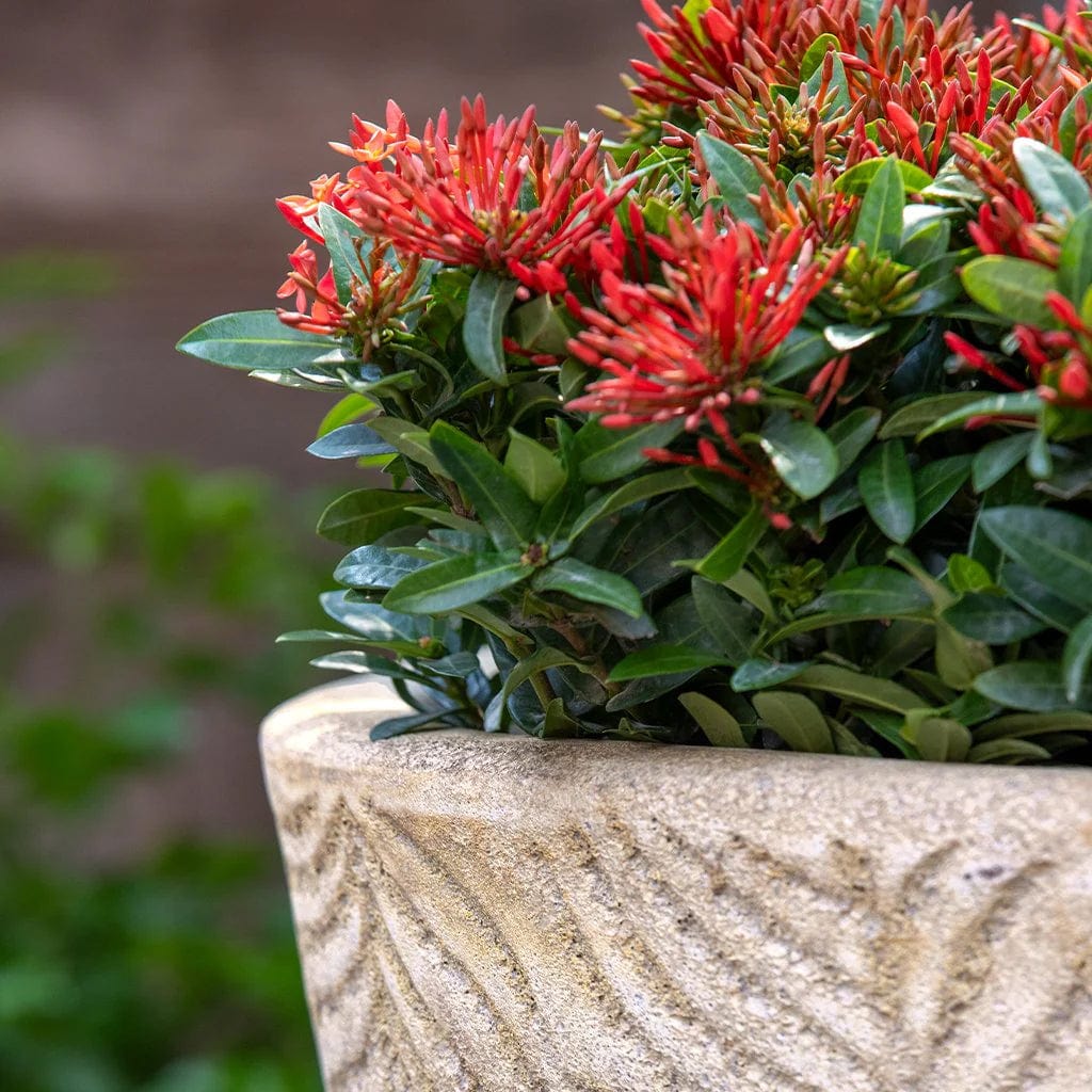 Tropicale Planter Set of 3 | Glazed Collection