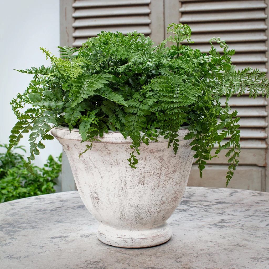 Jacqueline Urn Planter | Glazed Collection