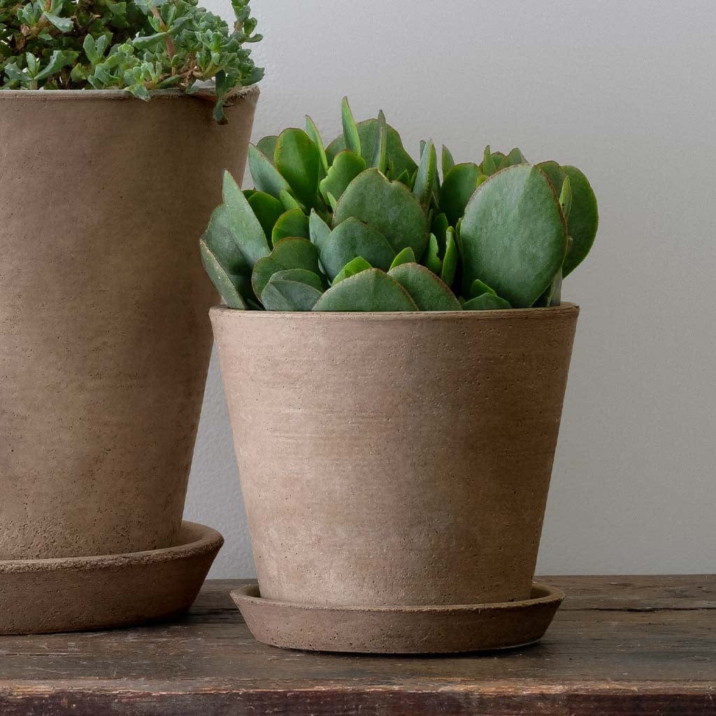 Essential Lightweight Cast Stone Concrete Planter in Brown