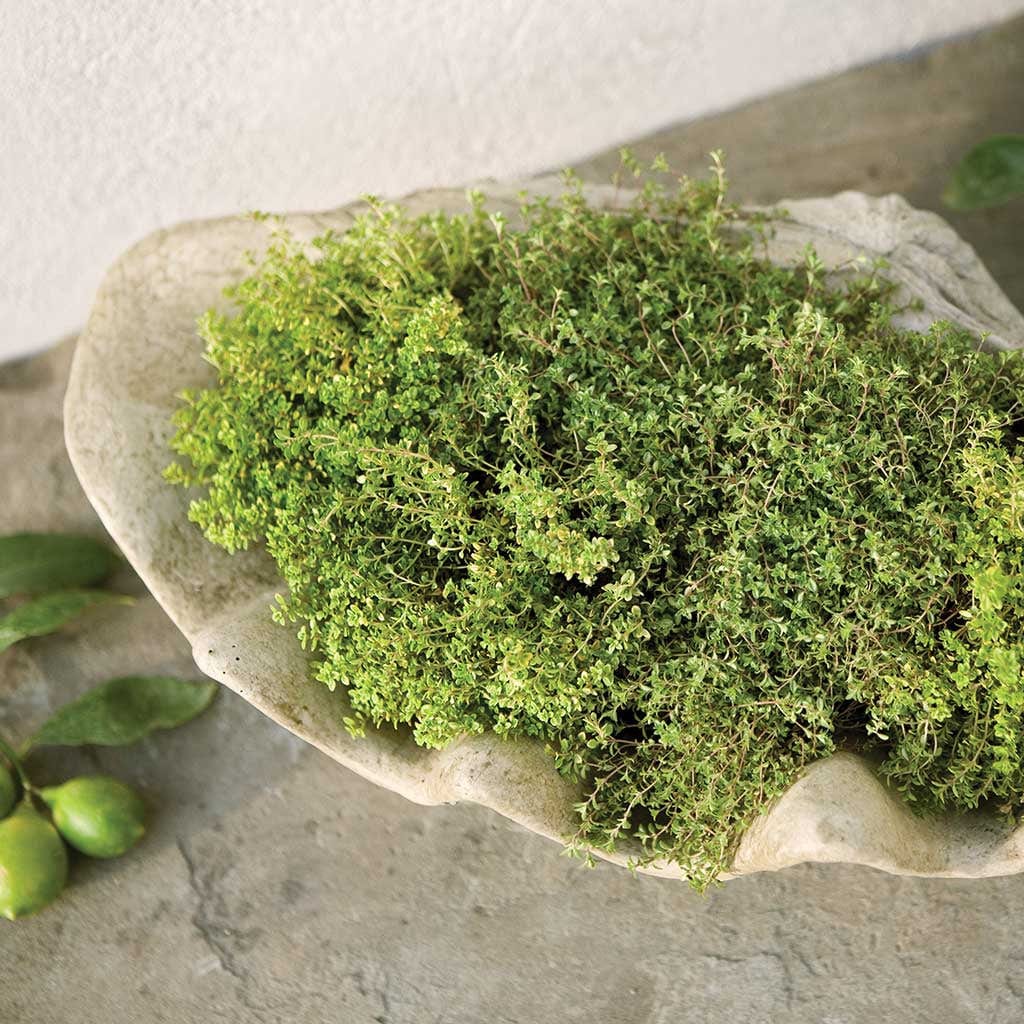 South Seas Garden Planter