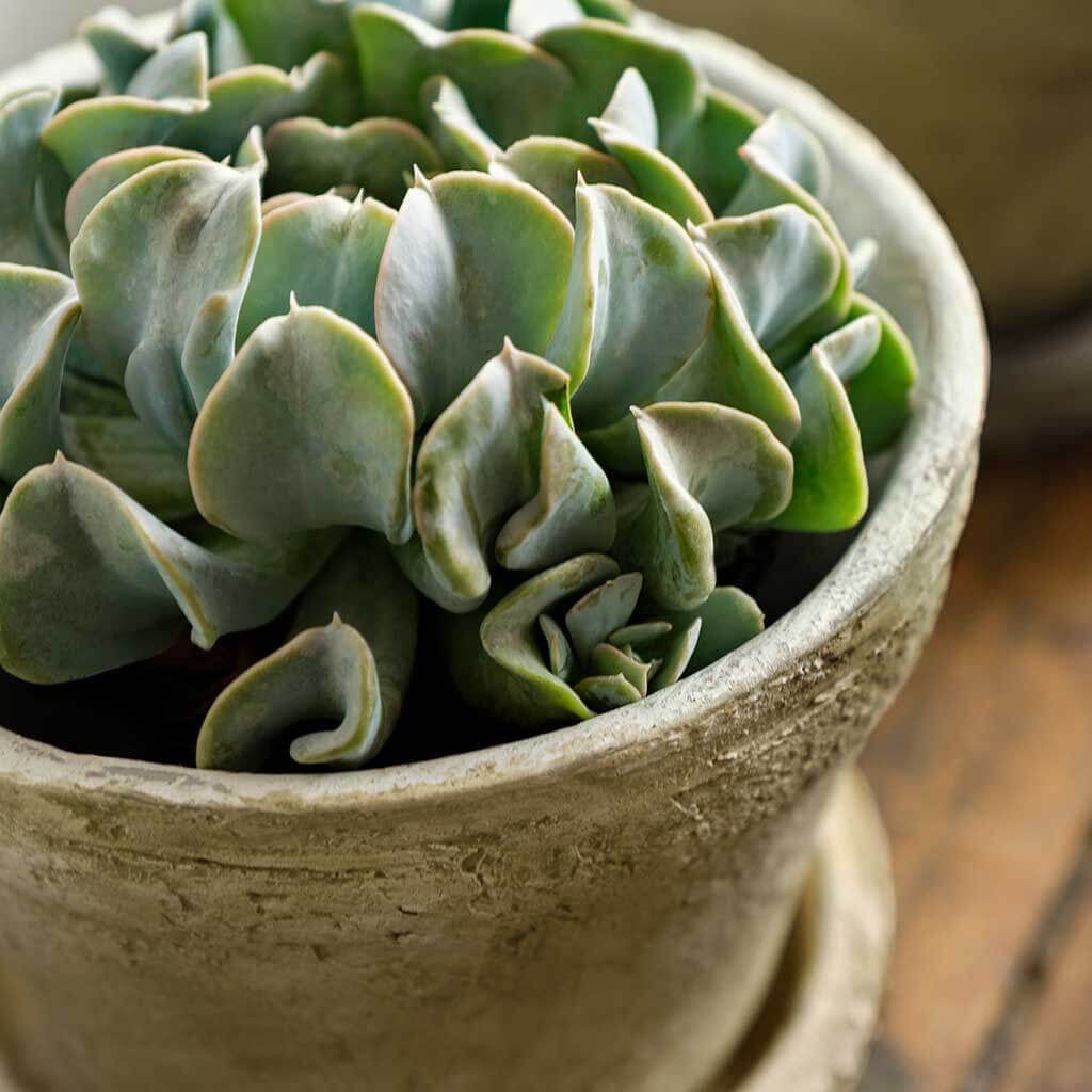 Farmer’s Pot Traditional Mixed - Set of 16 in Cotswold White