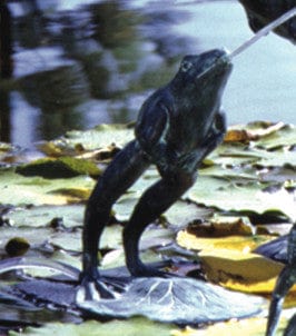 Brass Baron Medium Leaping Frog Garden Accent and Pool Statuary - Brass Baron - Outdoor Art Pros