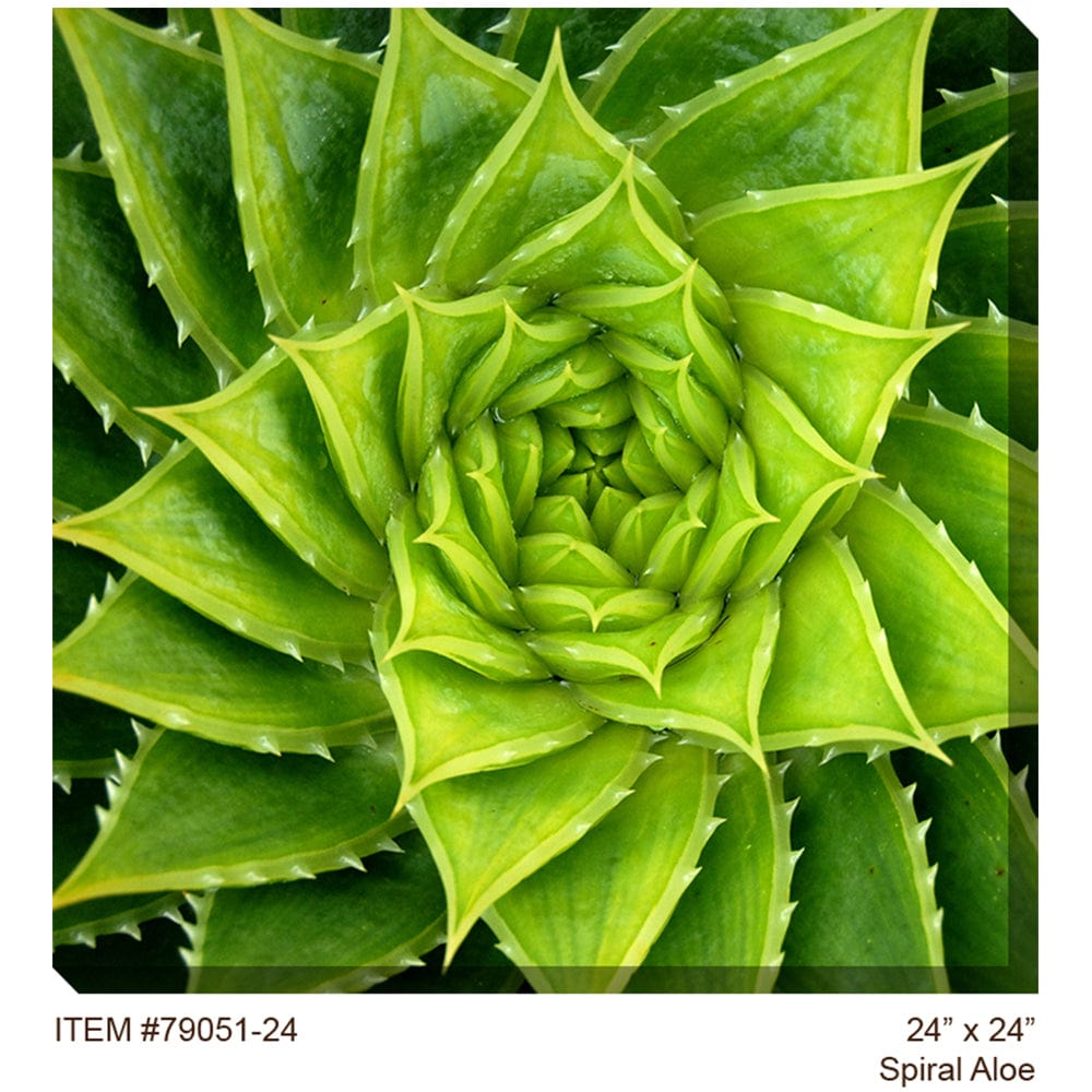 Spiral Aloe Outdoor Canvas Art - Outdoor Art Pros
