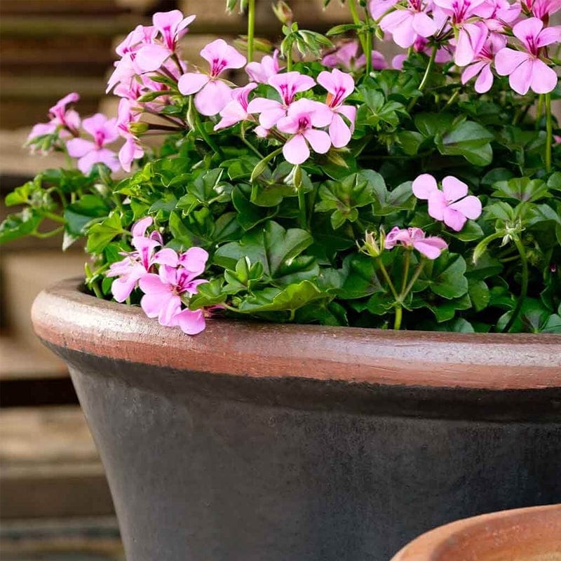 Brighton Glazed Terra Cotta Planter Set of 3 in Graphite
