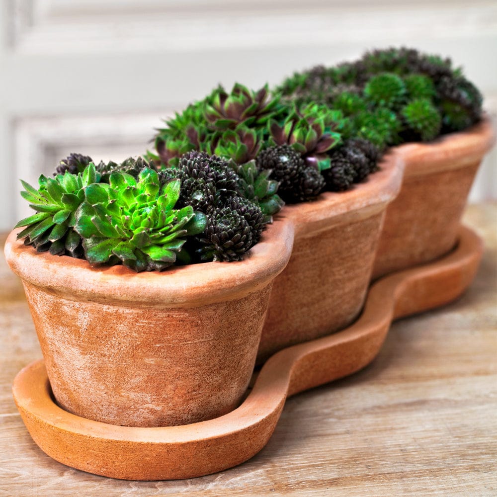 terracotta succulent pots Costa Planter Set of 3