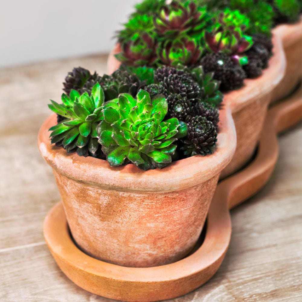 Costa Planter Set of 3 | Terra Cotta Collection