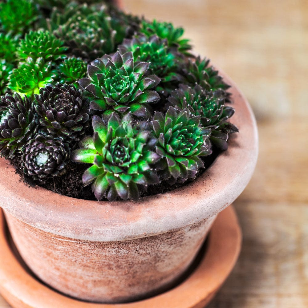 Costa Planter Set of 3 | Terra Cotta Collection