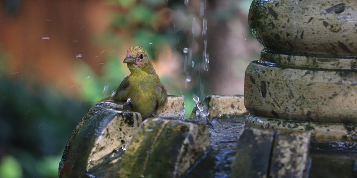 garden bird bath