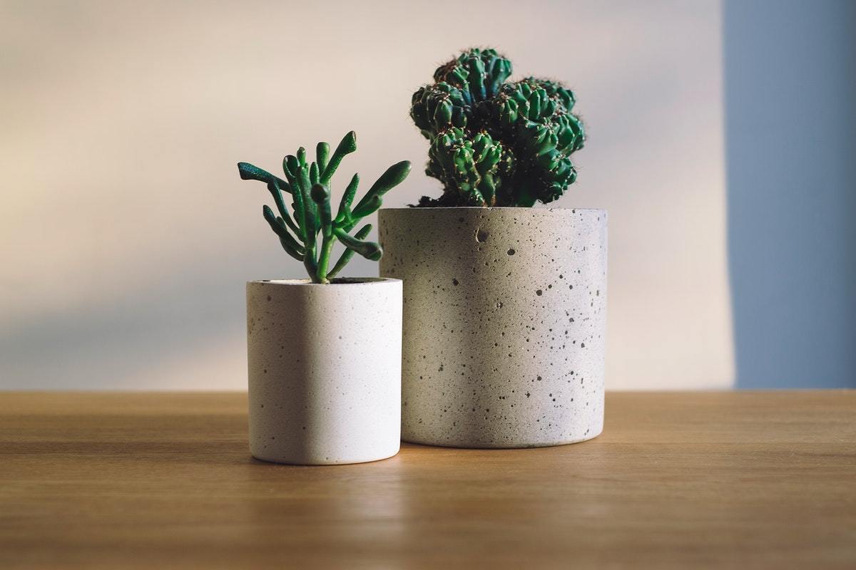 stylish concrete planters