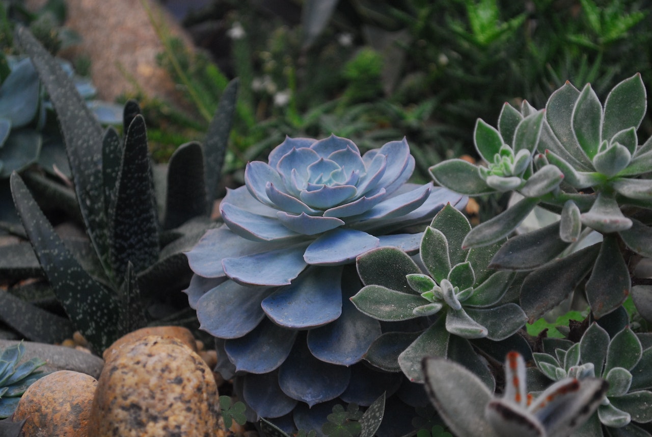 Echeveria Succulents and Panda Plant