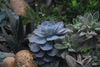 The Ultimate Succulent Guidebook by Outdoor Art Pros
