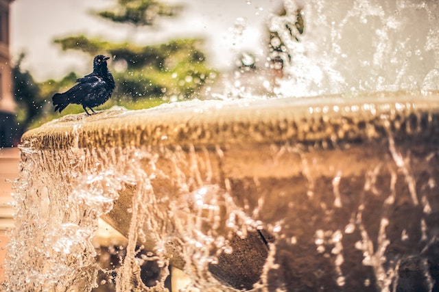 a black bird bathing on a bird bath fountain