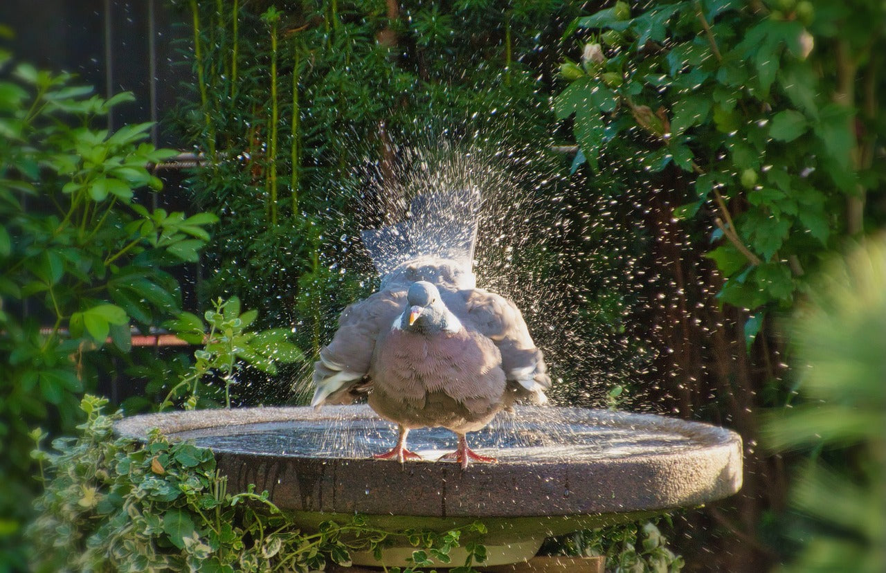 Why is it Important to Regularly Change the Water in a Bird Bath?