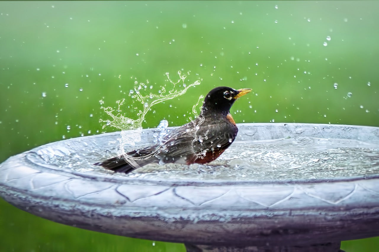 How Does Water Movement in a Bird Bath, Like Drippers or Fountains, Benefit Birds?