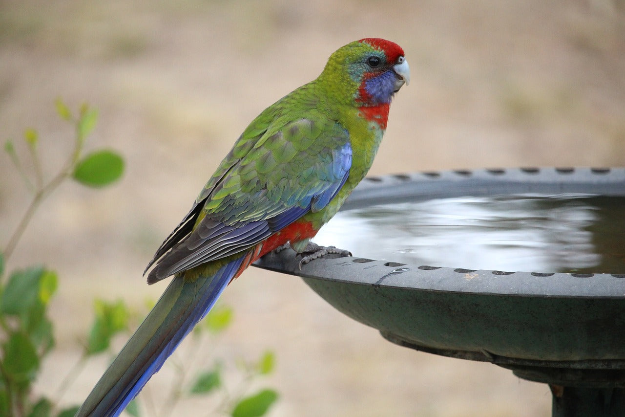 a colorful bird in a bird bath
