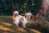 How to Create a Dog-Friendly Garden