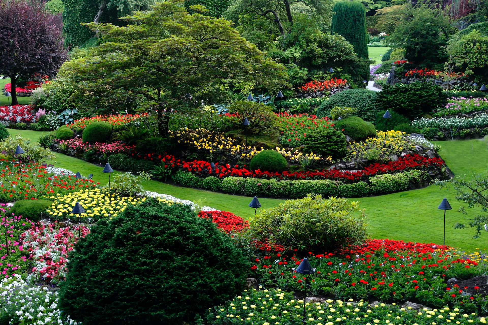 green lawn