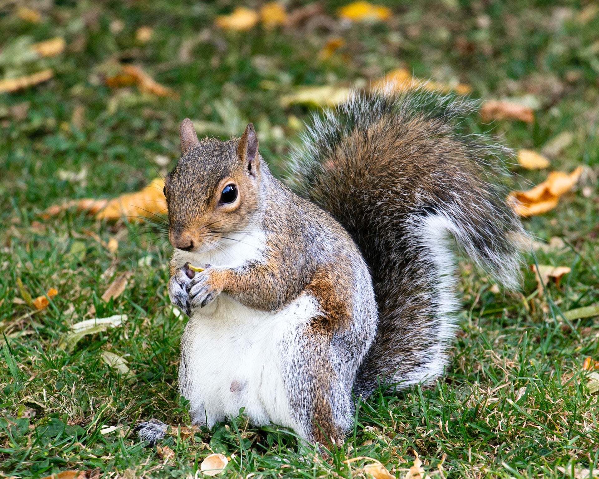 squirrel in a garden