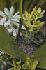 The Essentials of Planting with Succulents in Containers and Pots