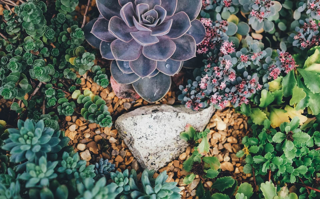 How to Create a Succulent Garden in Your Yard