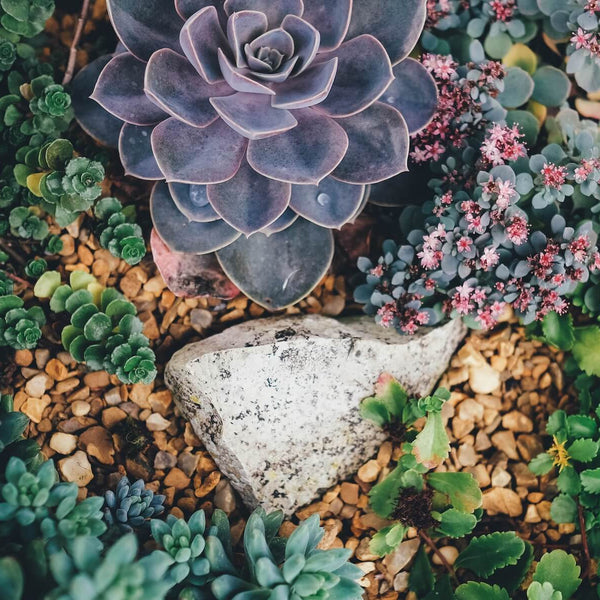 How to Create a Succulent Garden in Your Yard