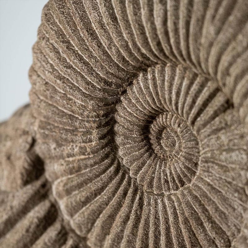 Ammonite Statue - Medium