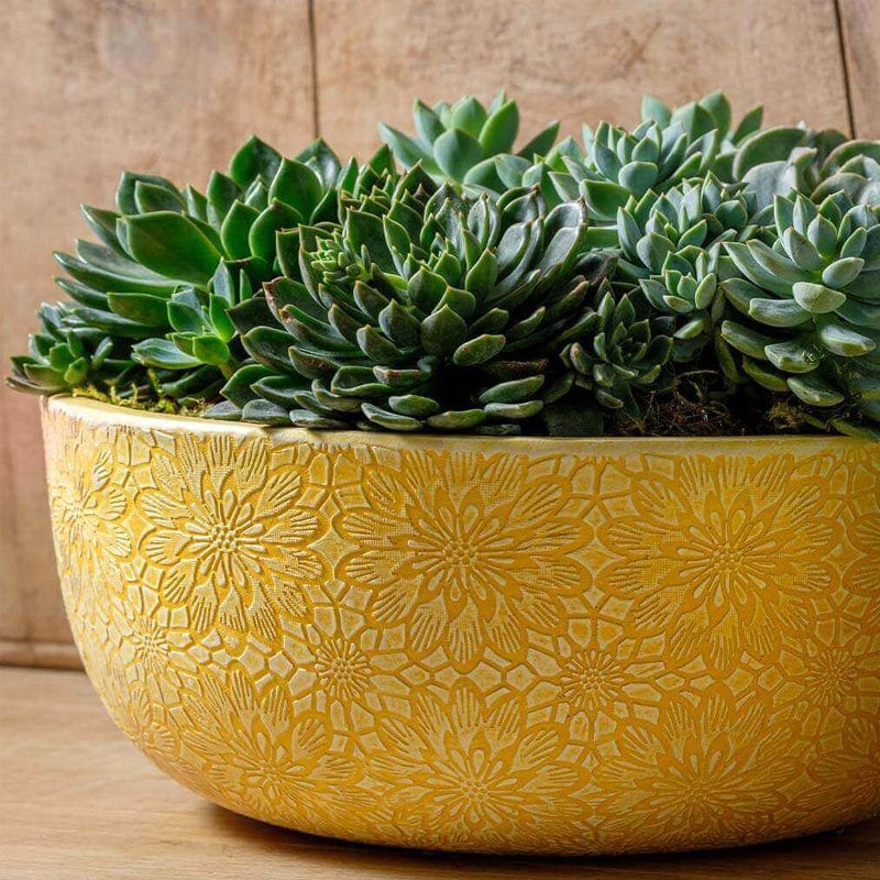 Chrysanthemum Bowl  | Cold Painted Terra Cotta Planter in Golden Rod Finish