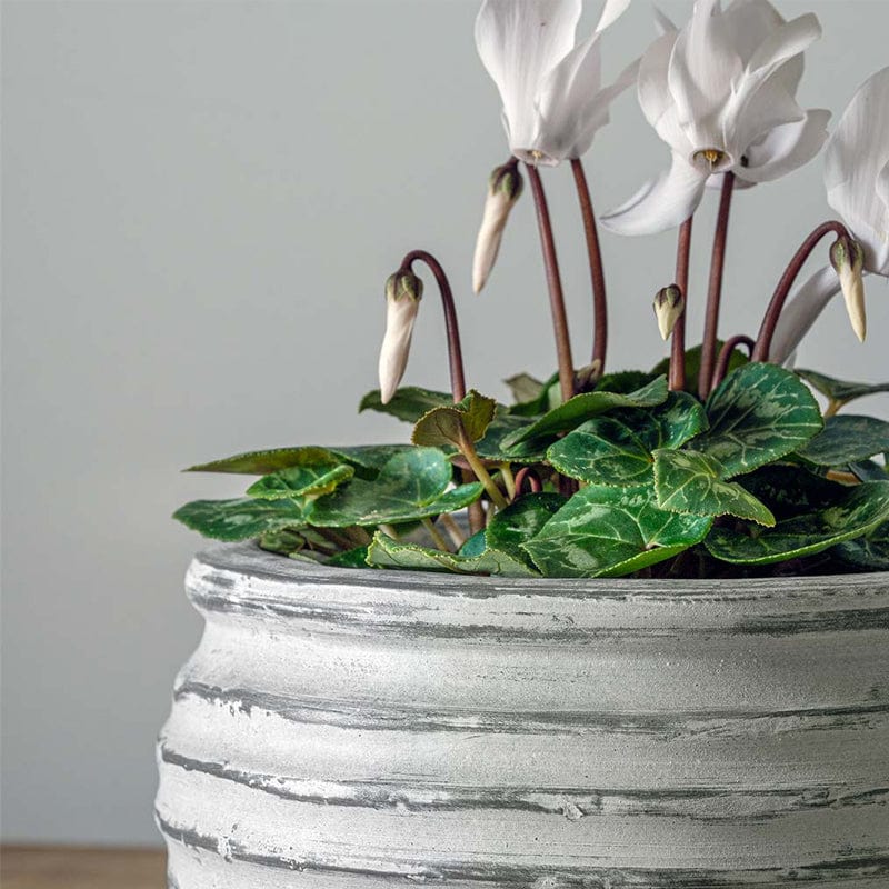 Etage Bowl | Cold Painted Terra Cotta Planter