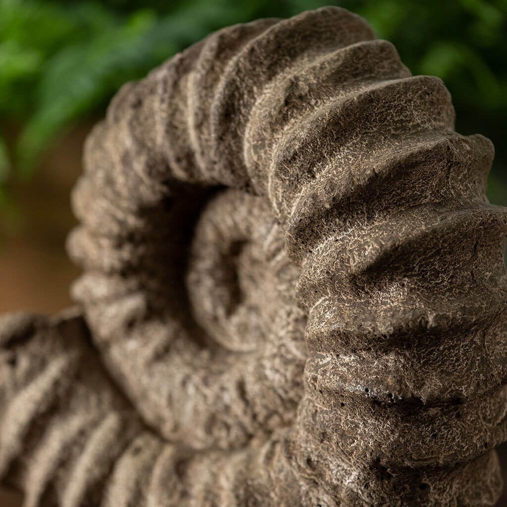 Sea Ammonite Cast Stone Statue