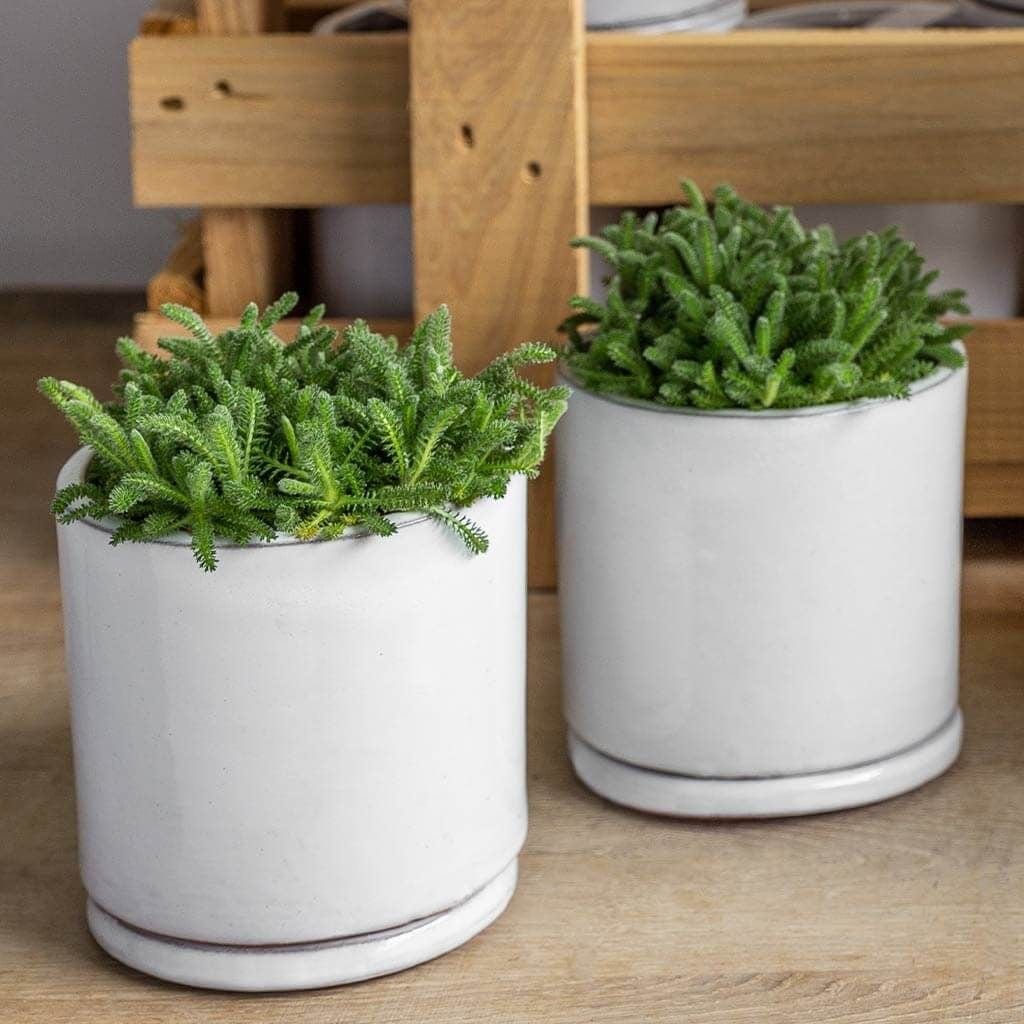 16 indoor plant pot Small Cylinder Planter Crate Set of 16 in White
