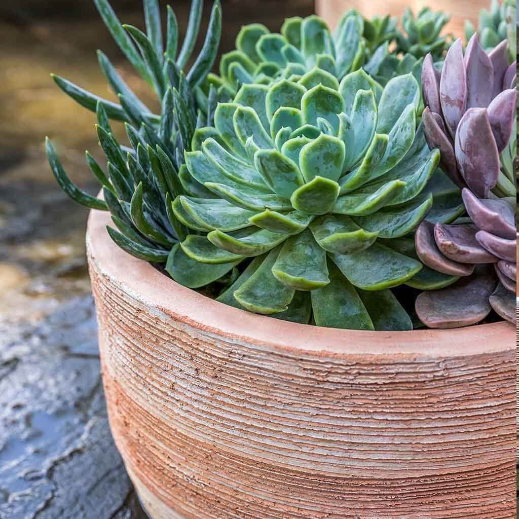 Sgraffito Low Planter Set of 3 in Terra Cotta Finish