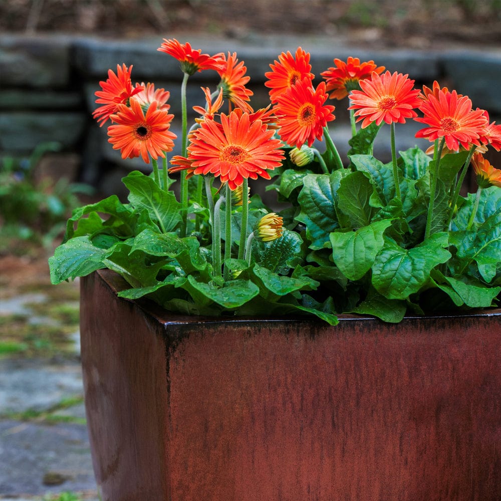 Blake Glazed Planter - Set of 4 in Maple Red Finish