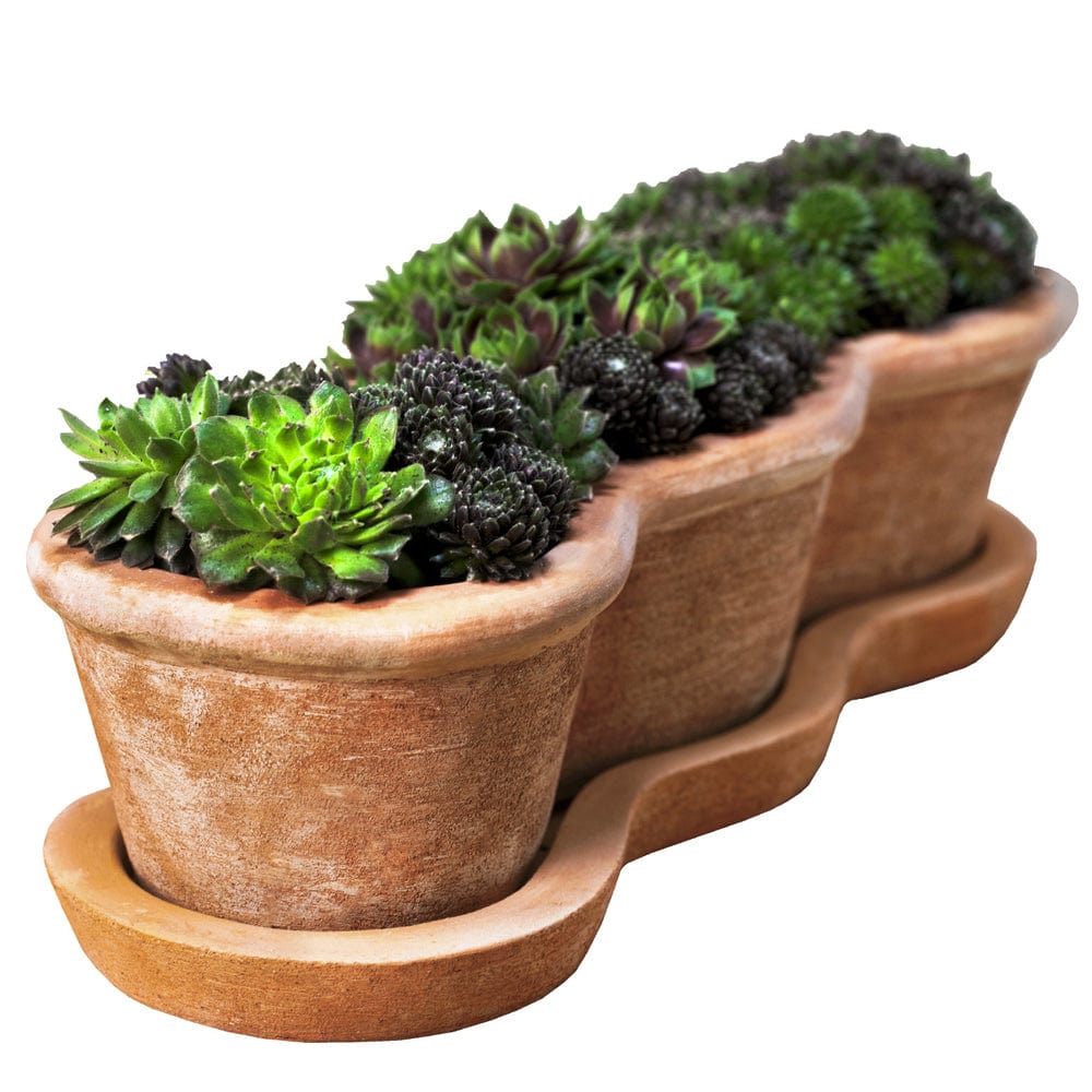 terracotta succulent planter Costa Planter Set of 3