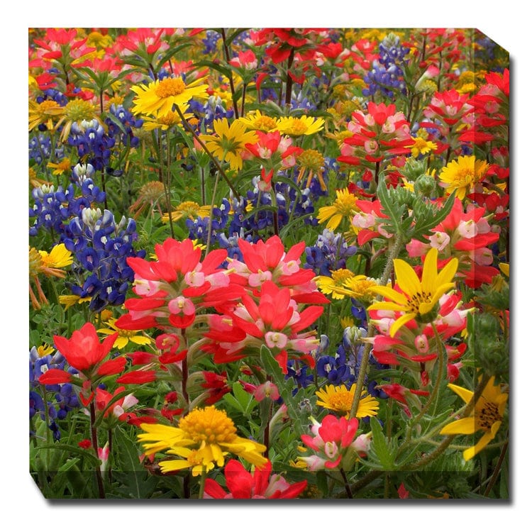 Field Flowers Canvas Art - Outdoor Art Pros