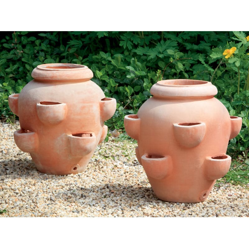 terracotta strawberry planter pot Tascandi Strawberry Jar Planter Set of 2
